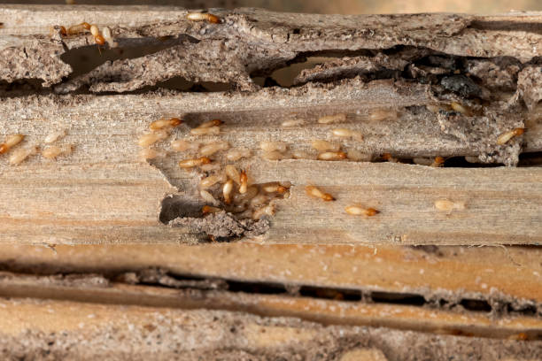 Best Pest Removal Services  in Pismo Beach, CA